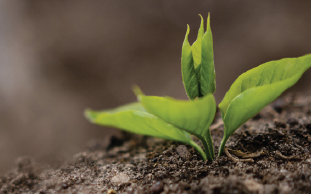 Biochar Factsheet: Benefits for Your Land